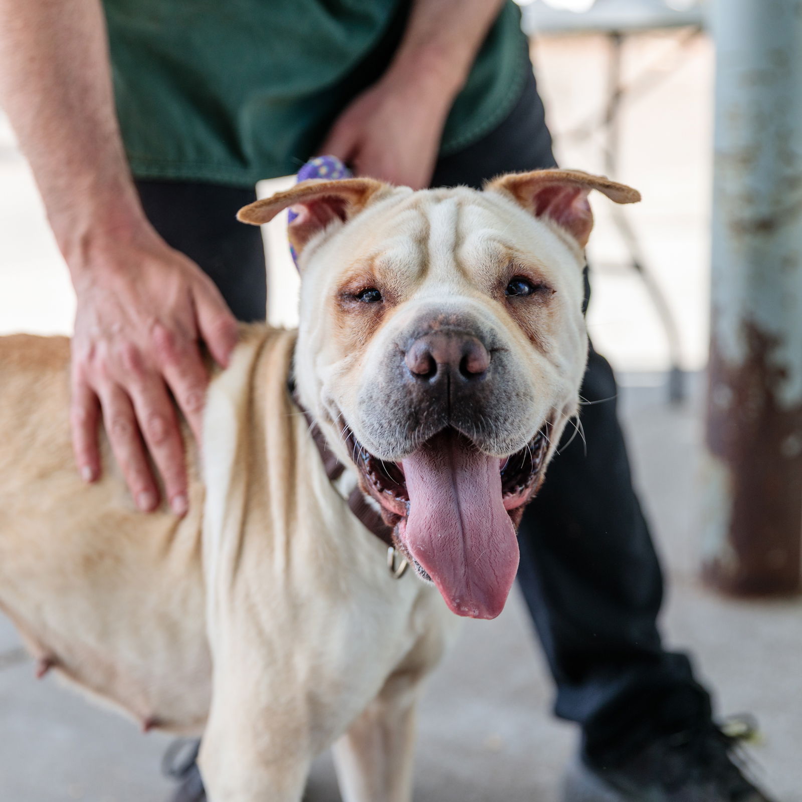 Marie - Chinese Shar-Pei