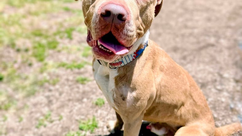 Ricky - Pit Bull Terrier