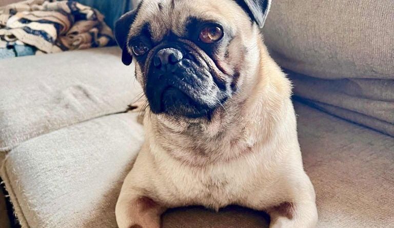 Teddy - Pug