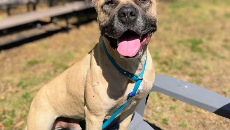 Don Juan - Pit Bull Terrier