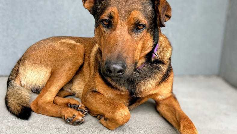 Timothee - German Shepherd Dog