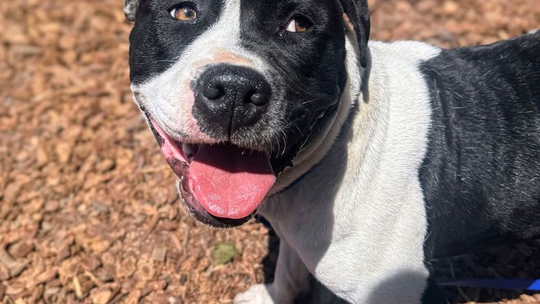 Lychee - American Pit Bull Terrier