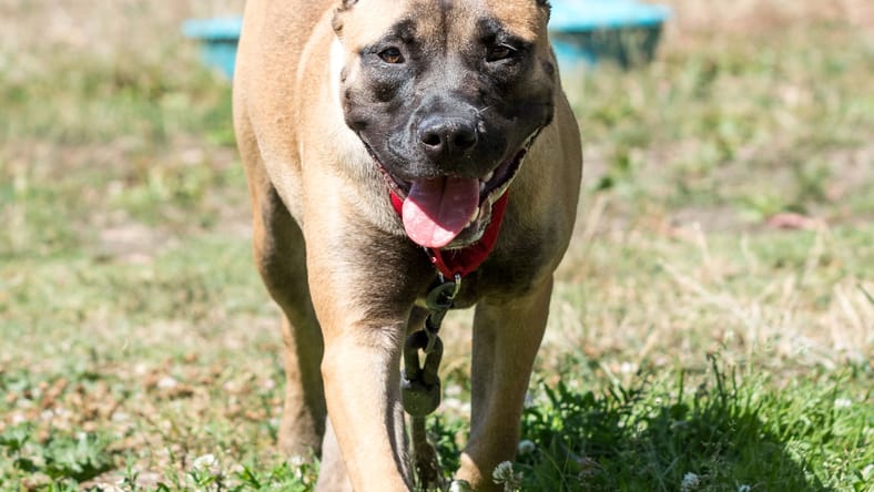 Jellybean - Boxer