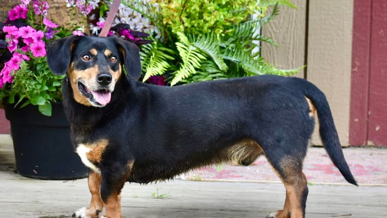 BUDDY - Basset Hound