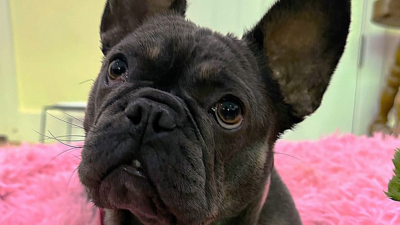Eloise - French Bulldog