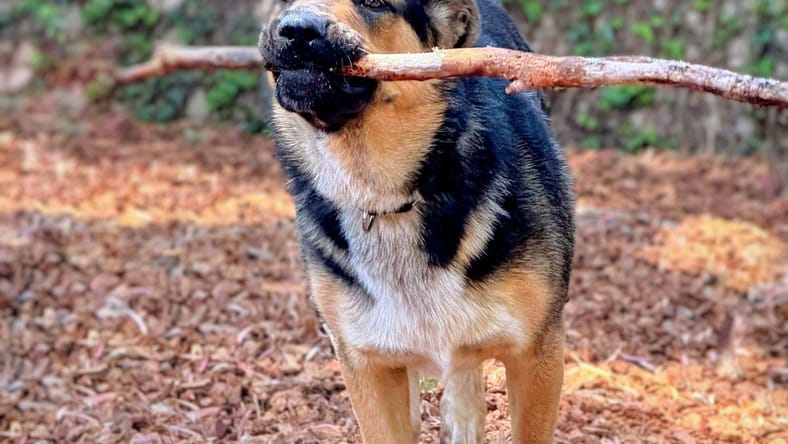 Logan - German Shepherd Dog