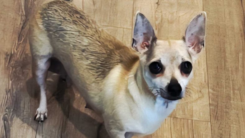 TIA MARIA - Chihuahua