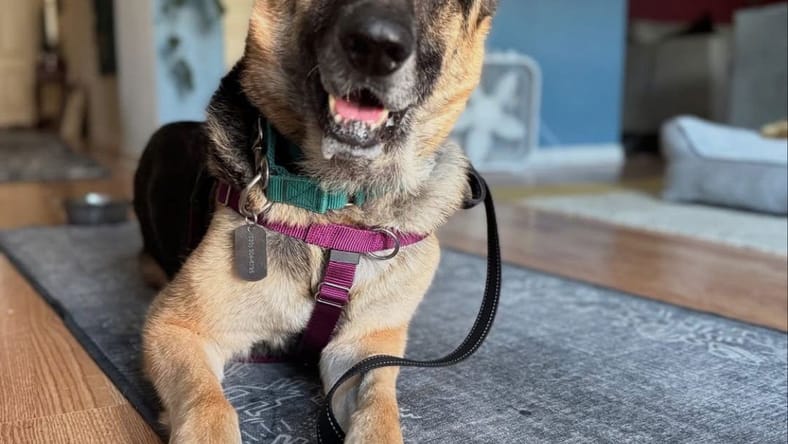 *CHIVE - German Shepherd Dog