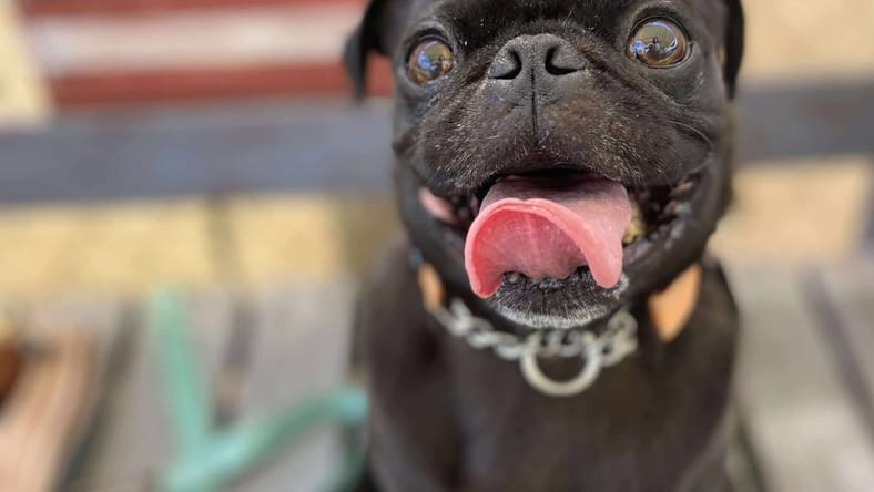 Dustin - Pug