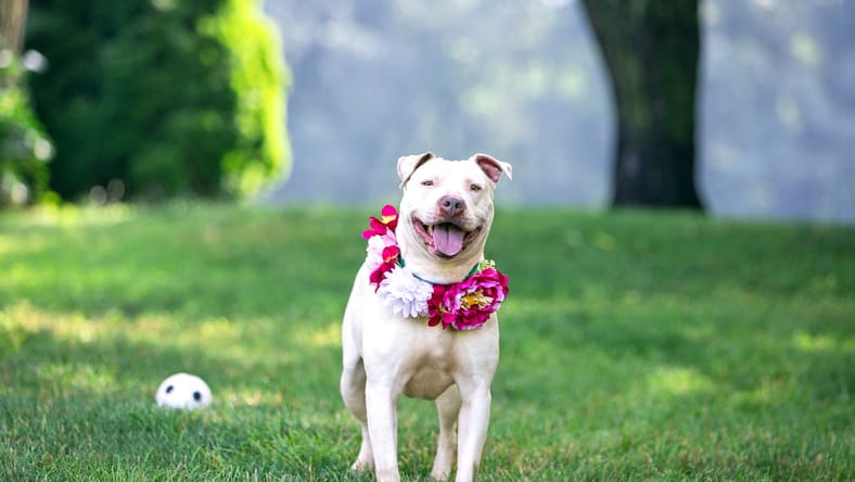 Precious - Terrier