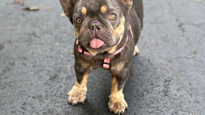 Chiquita - French Bulldog