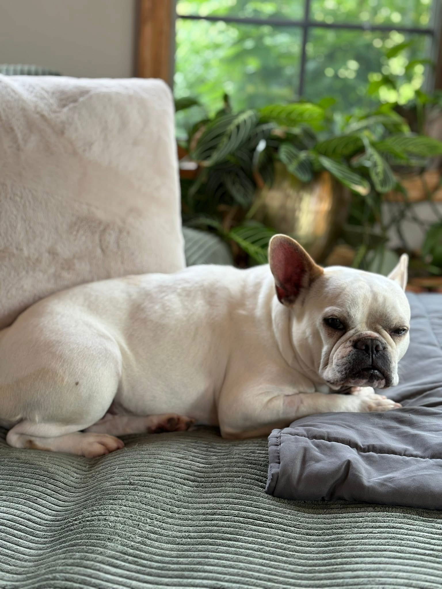 Martha - French Bulldog