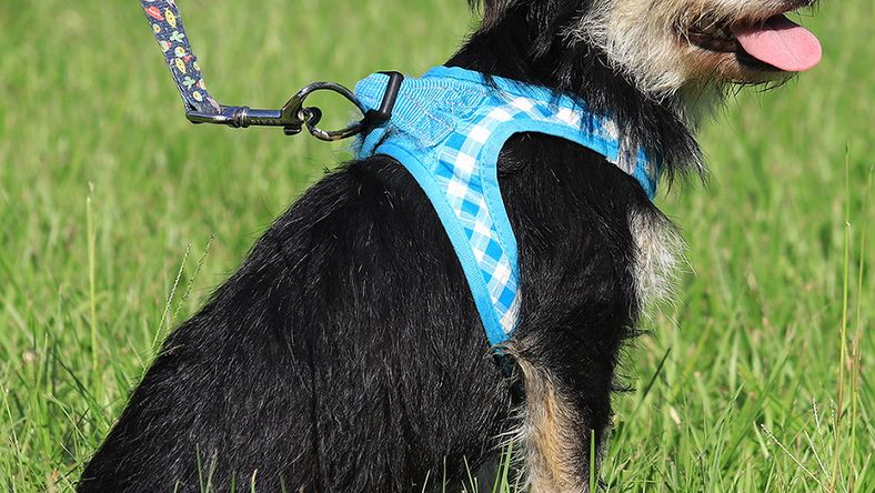 Ratty - Terrier