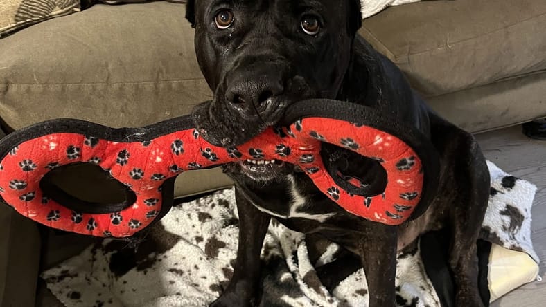 Gator GDP - Cane Corso Mastiff