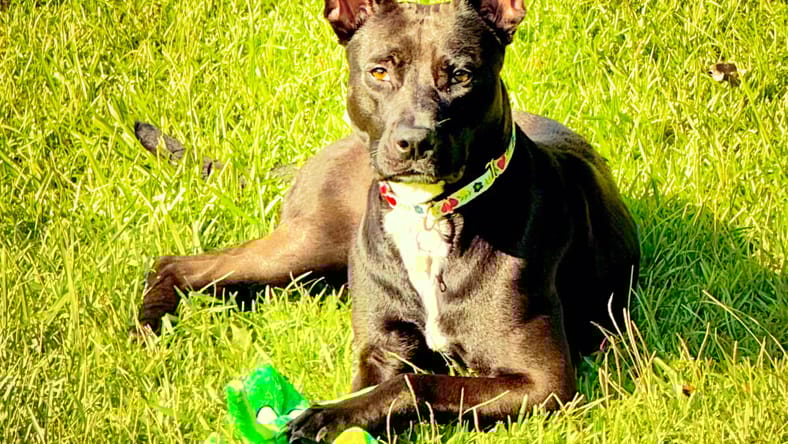 Darla - Shepherd