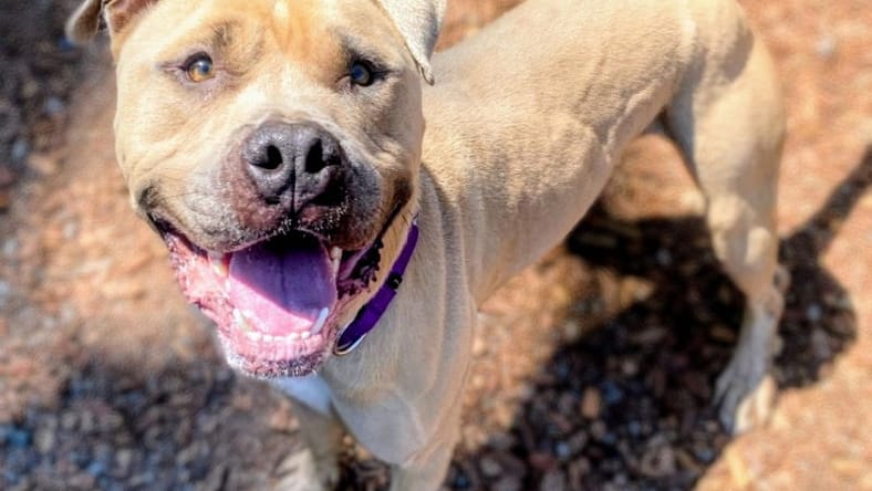 Almond - Pit Bull Terrier