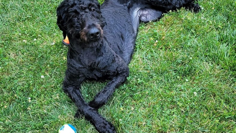 Millie - Poodle (Standard)