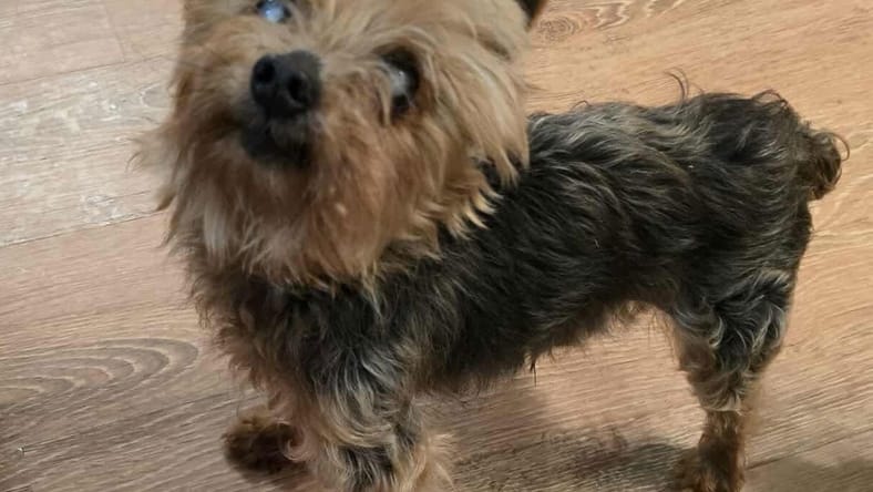 Benny - Yorkshire Terrier Yorkie