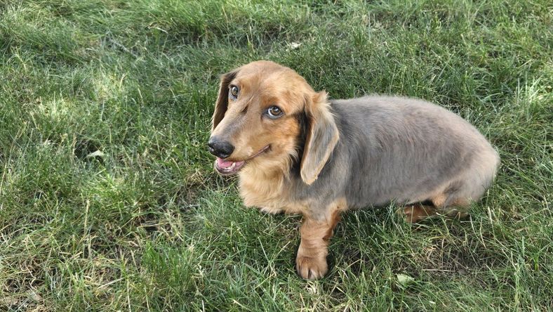 Howie - Dachshund