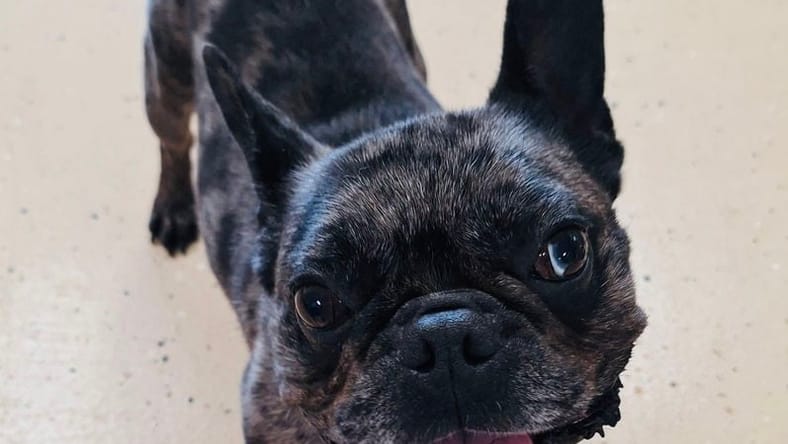 Bentley - French Bulldog