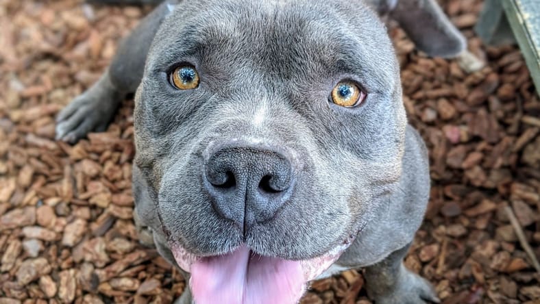 Chunky - Bulldog