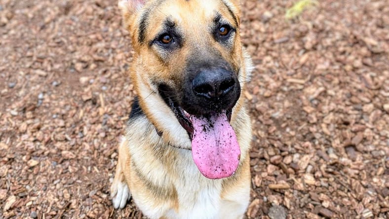 Charm - German Shepherd Dog