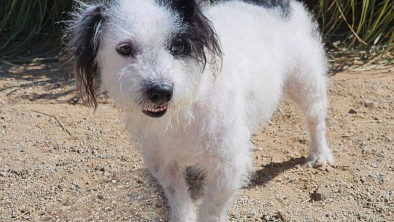 Bruno - Adopt Me! - Terrier