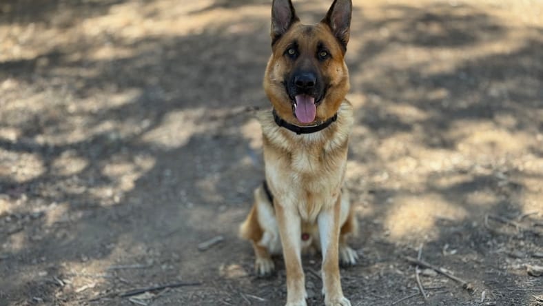 Sonny - German Shepherd Dog