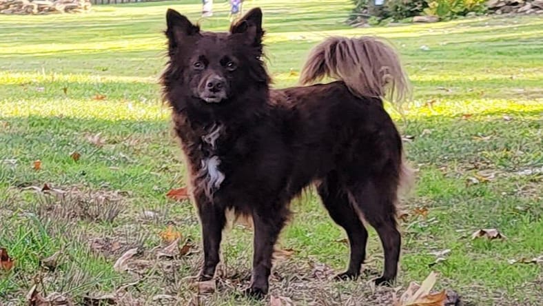 CoCo - Pomeranian