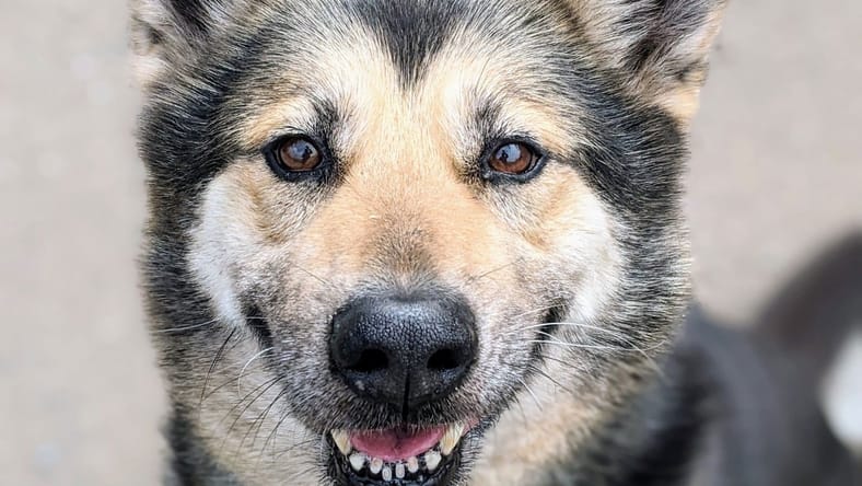 Mimi - Shepherd