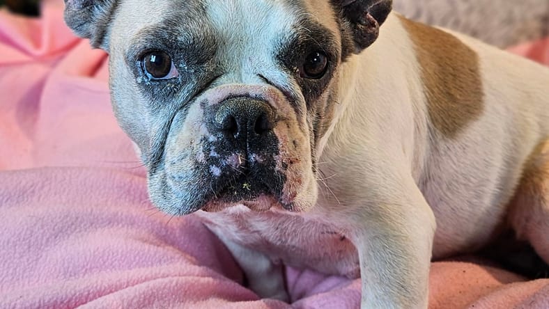 Maddie - French Bulldog