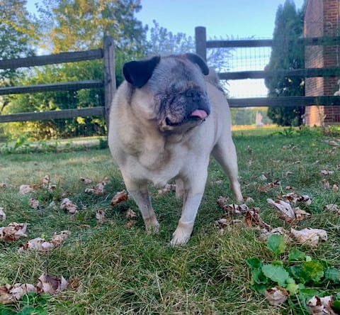 Bugsy - Pug