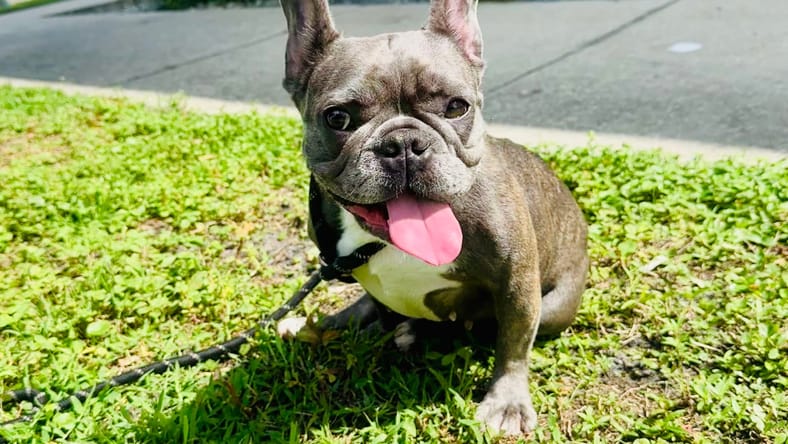 Stella FH - French Bulldog