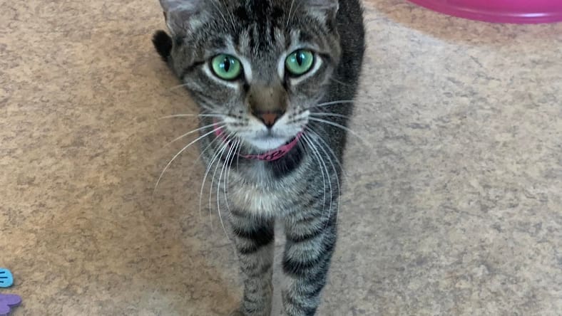Tala