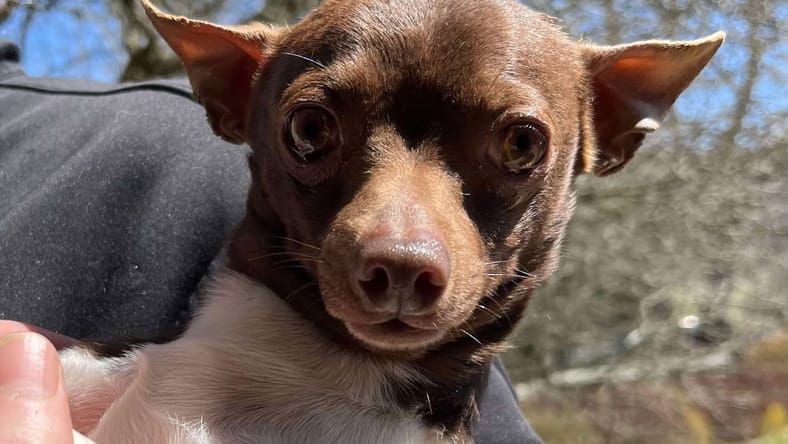 Omar Otto - Rat Terrier