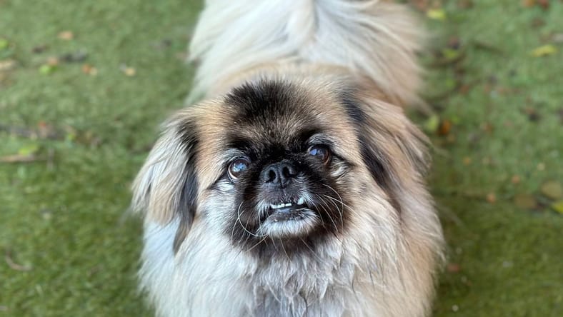 Raymond - Pekingese
