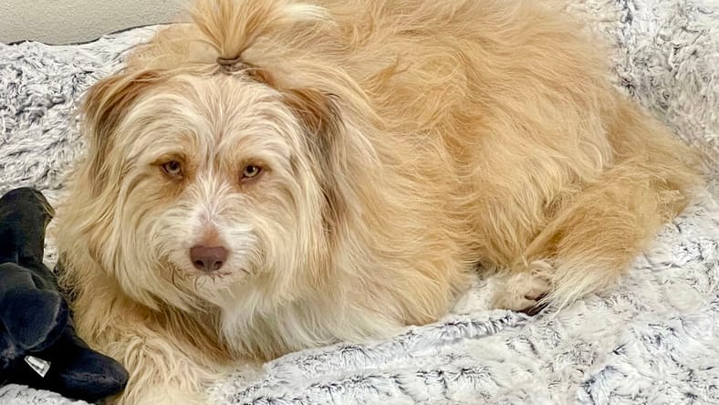 Mitzi - Golden Retriever
