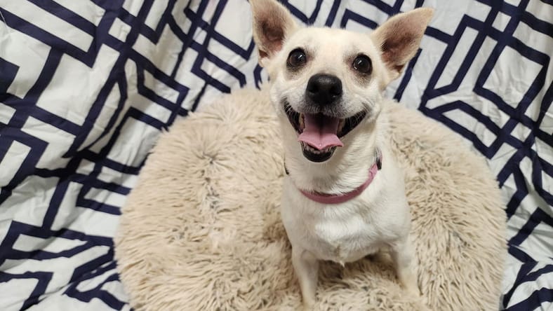 Camilla - Chihuahua