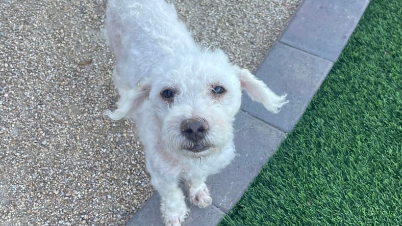 Logan - Poodle (Miniature)