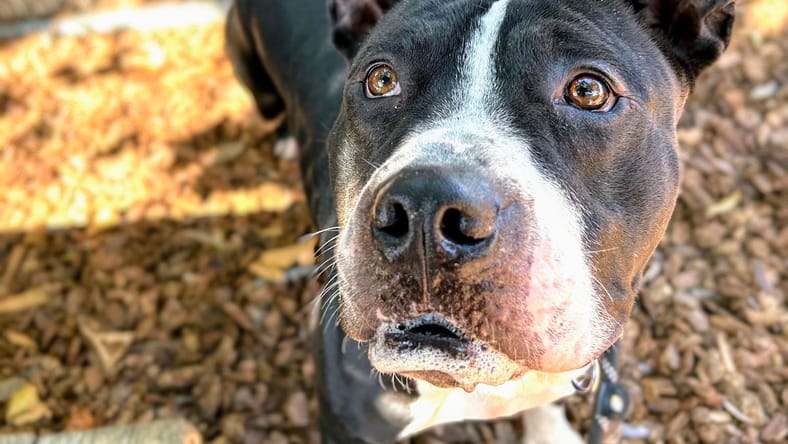 Hoss - American Pit Bull Terrier