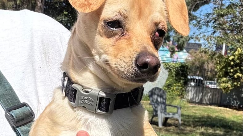 Camelia - Chihuahua