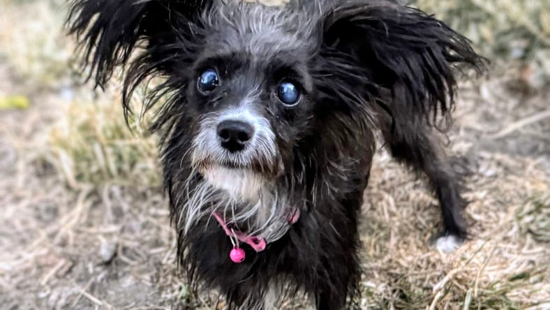Yo-yo - Terrier