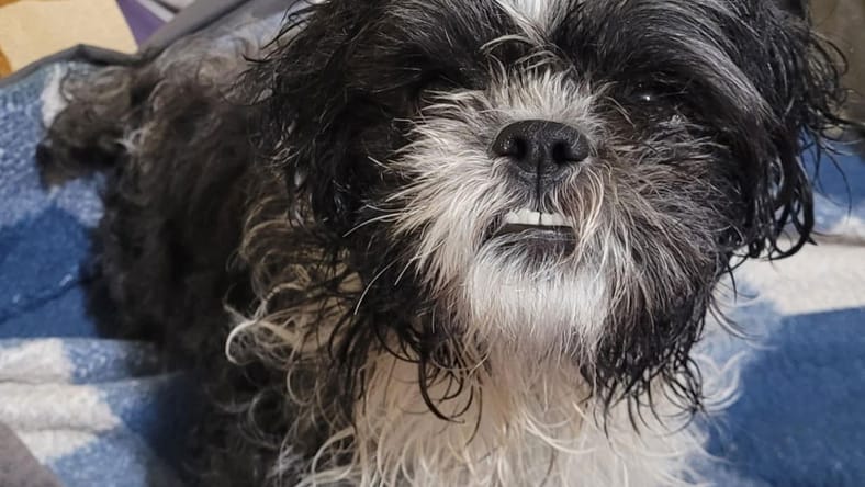 Oreo - Shih Tzu