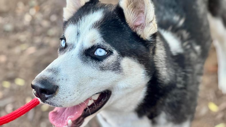 Zorro