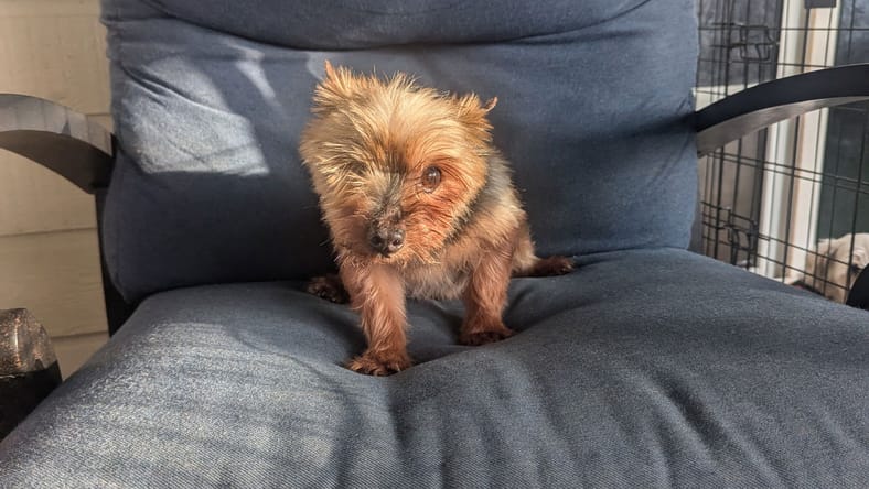 Myles - Yorkshire Terrier Yorkie