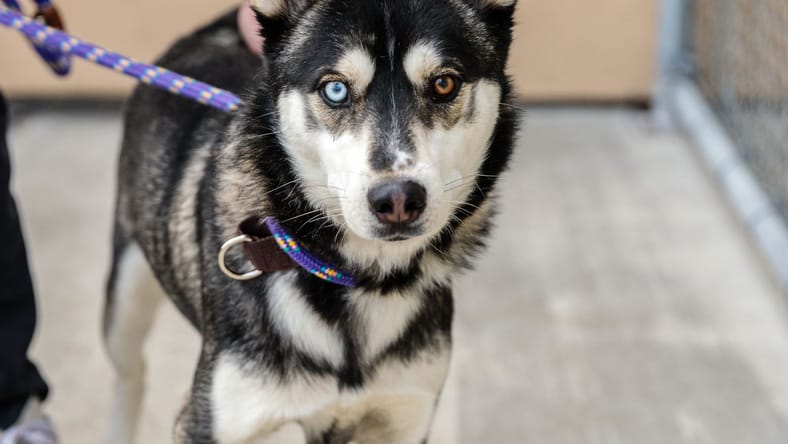 Samwise - Siberian Husky