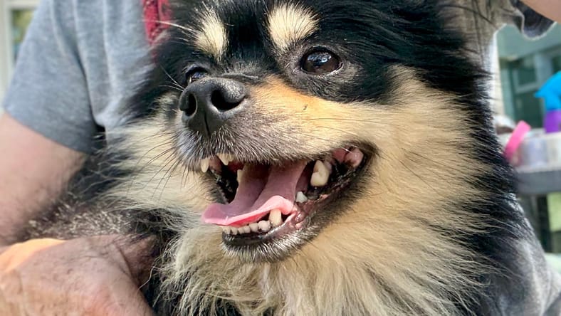 Arlo - Pomeranian