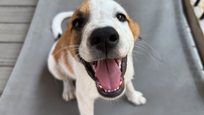 Hobbs - Labrador Retriever