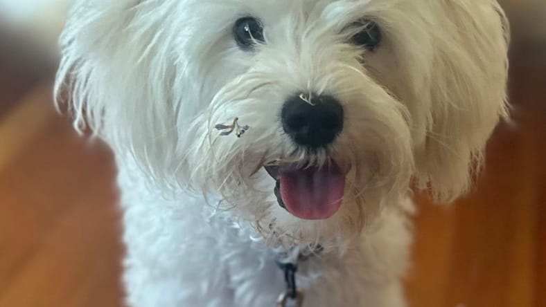 Boomer - Maltese