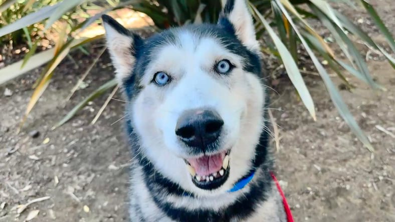 Max